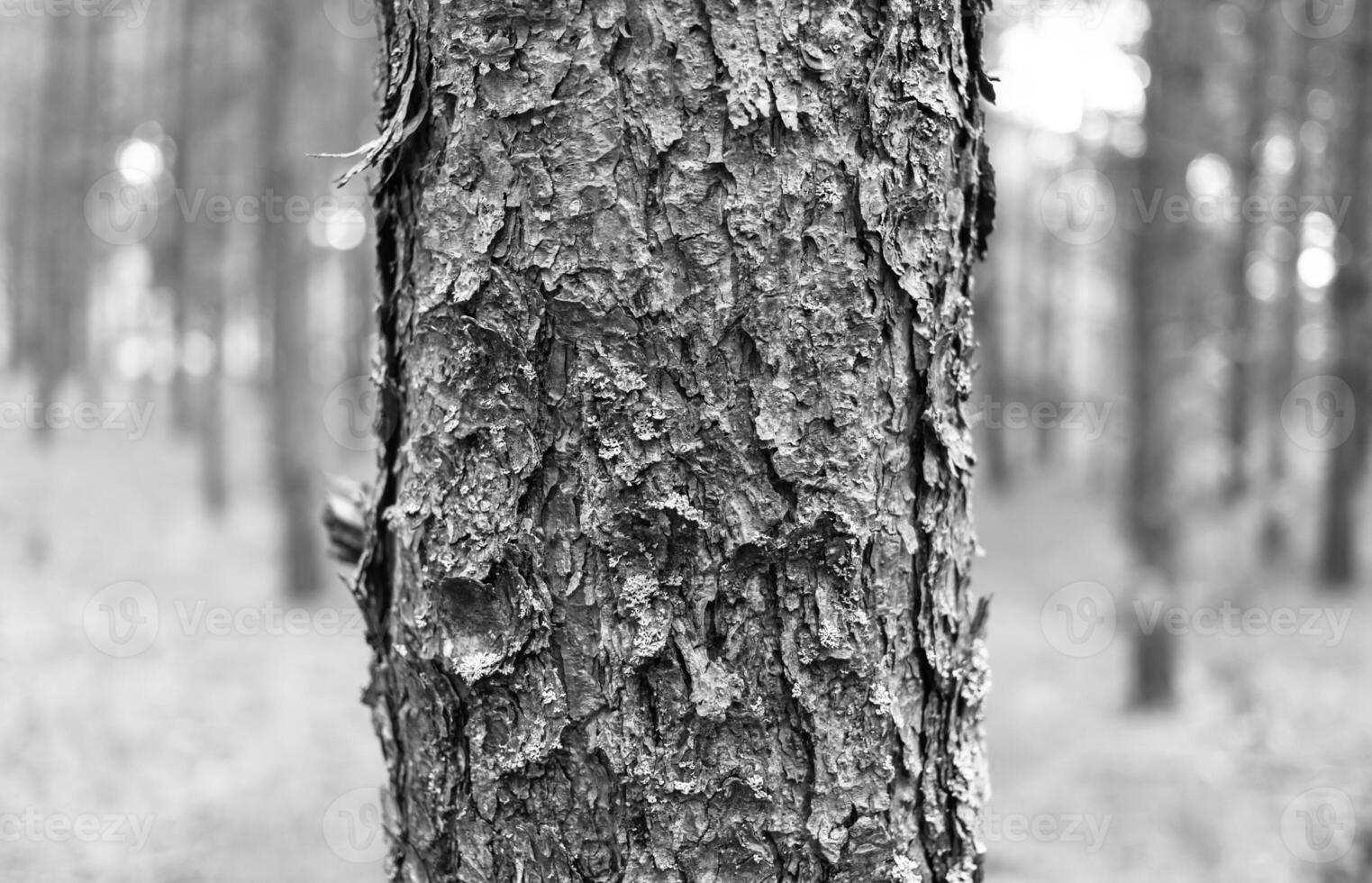 Black and white photo of a tree trunk in the woods