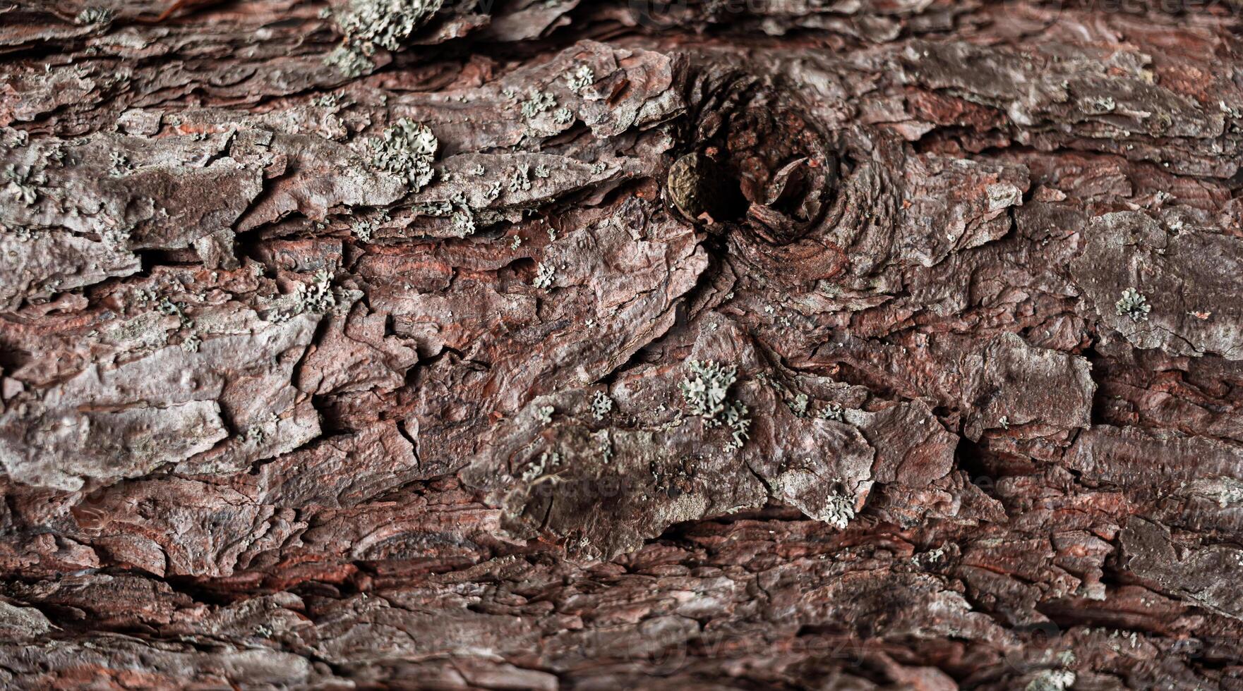 A close up of a tree with a bird on it photo