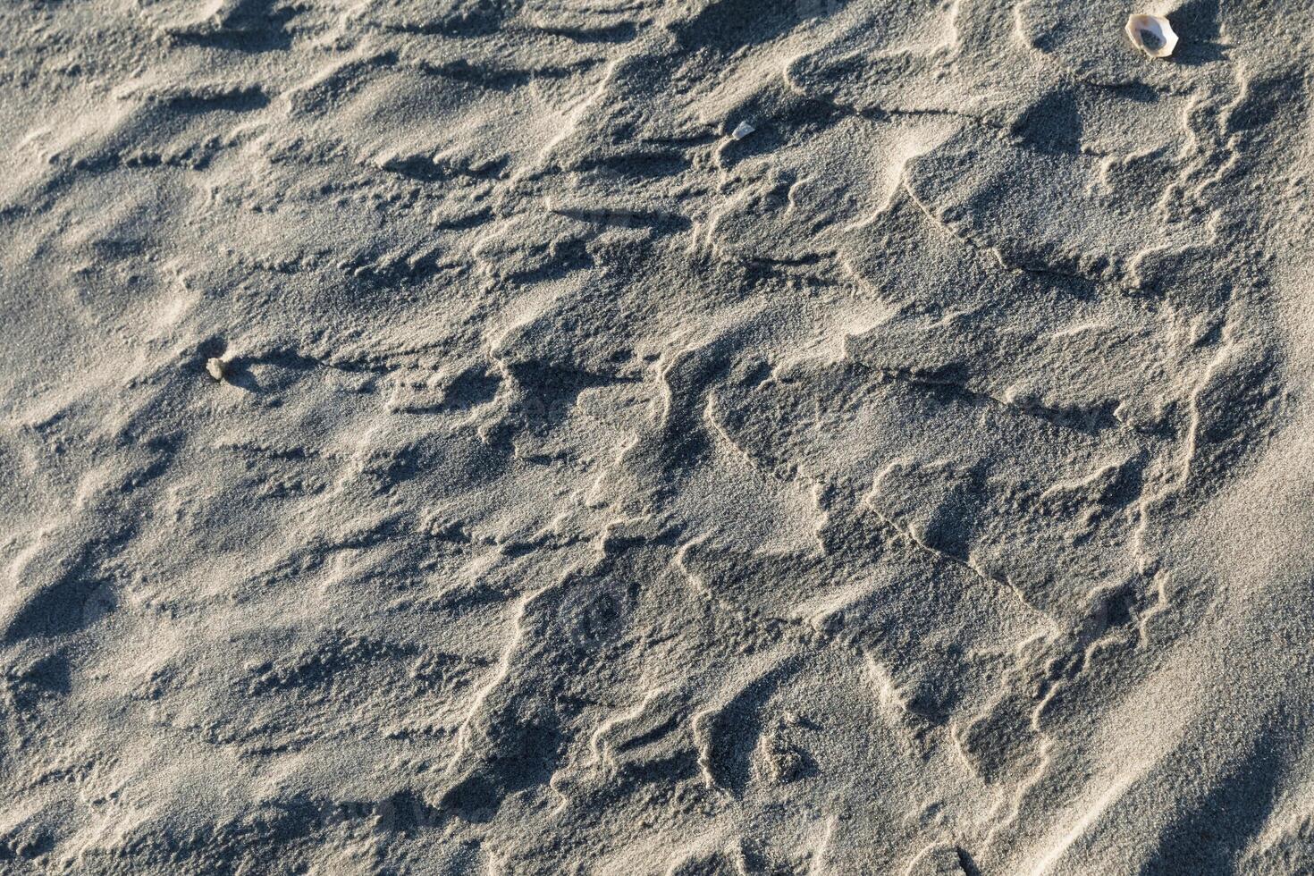 A bird flying in the sand photo