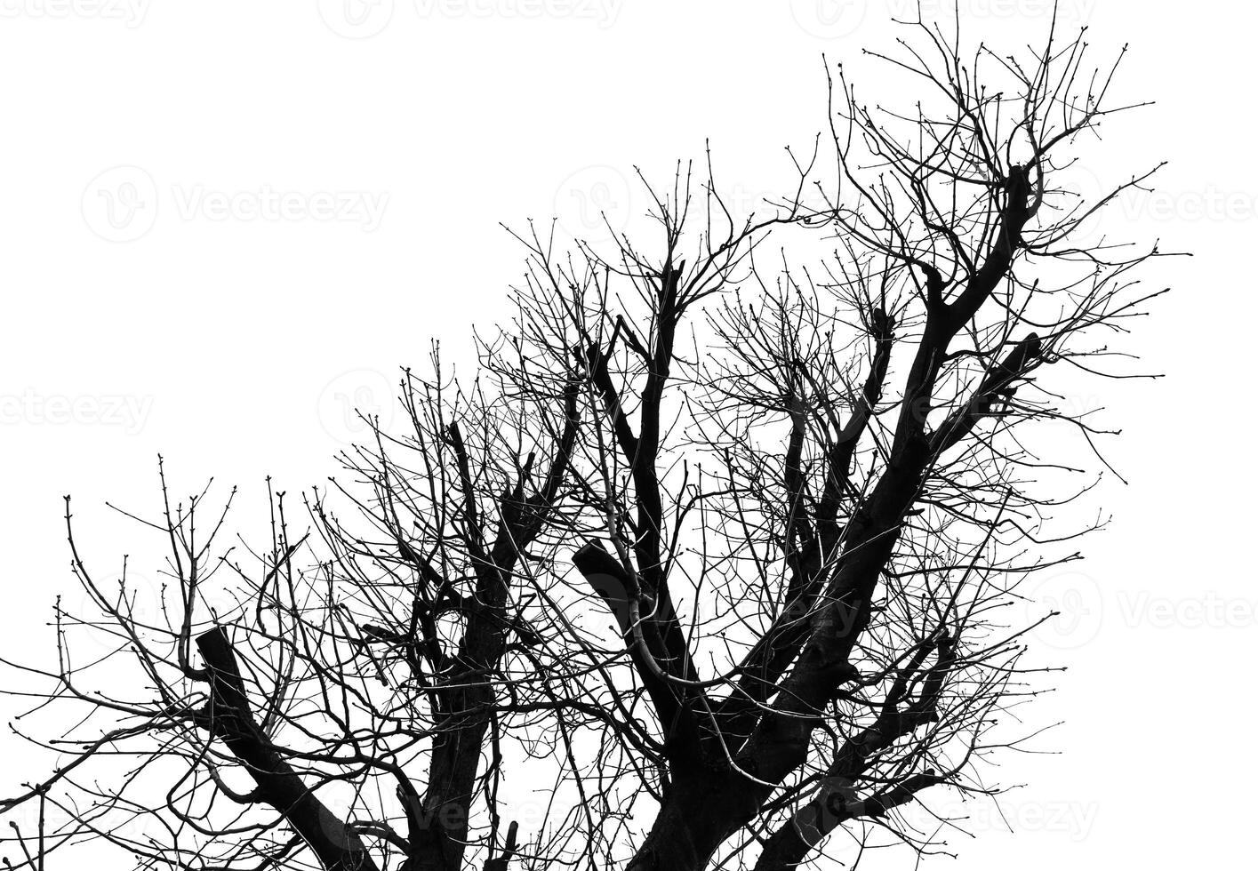 A black and white image of a tree with no leaves photo