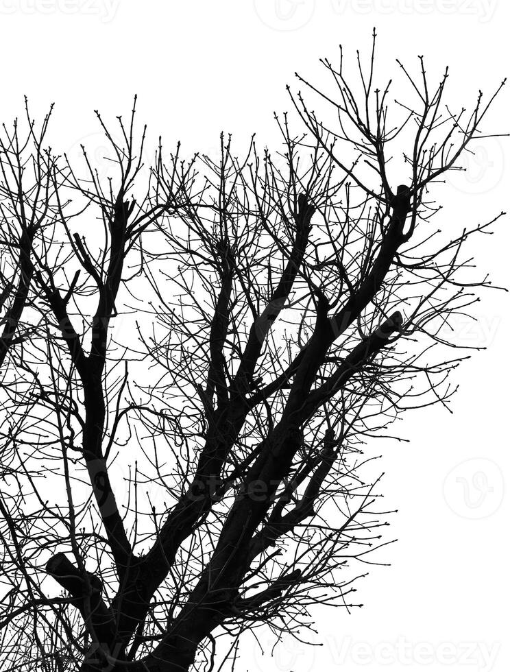 A black and white image of a tree with no leaves photo