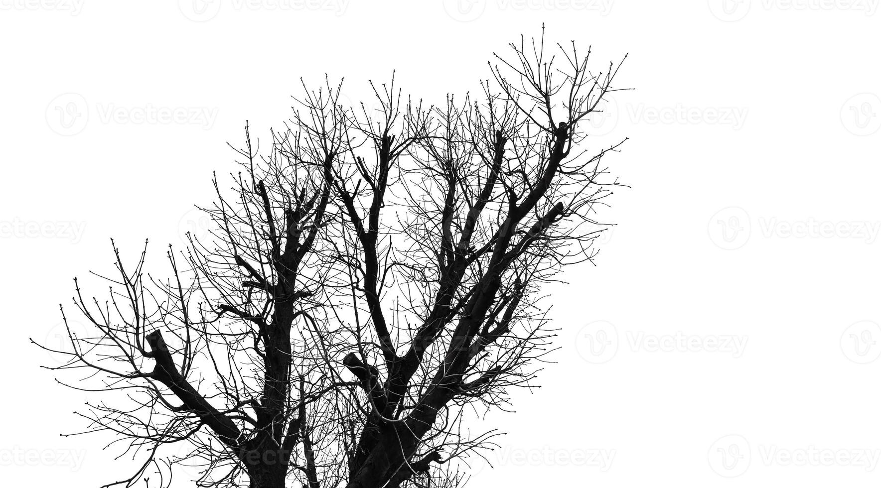A black and white photo of a tree with no leaves