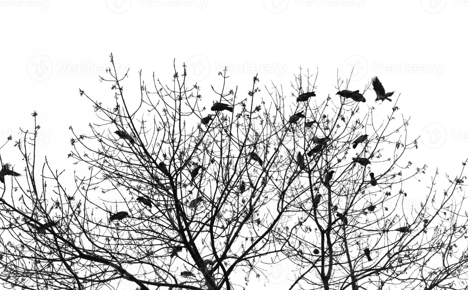 A black and white photo of a tree with birds