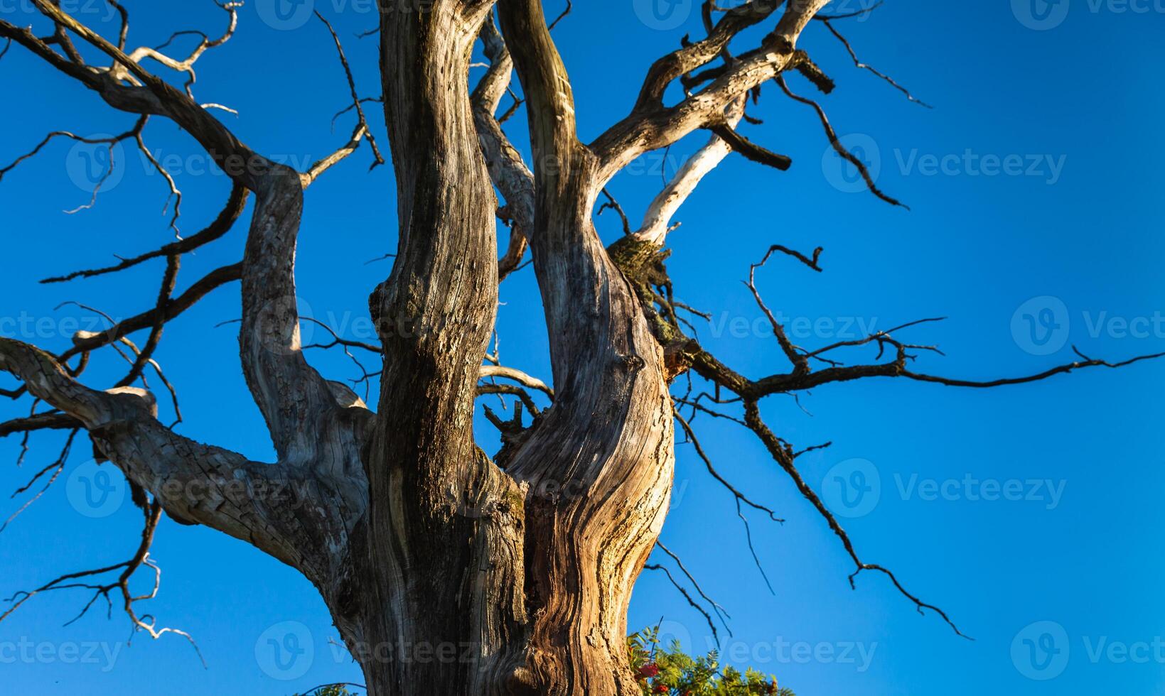 A dead tree with no leaves photo