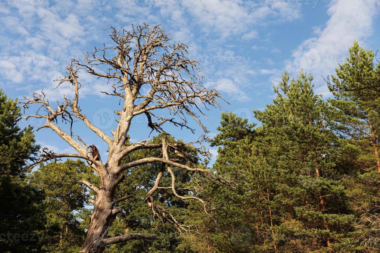 A dead tree in a forest with a bench photo