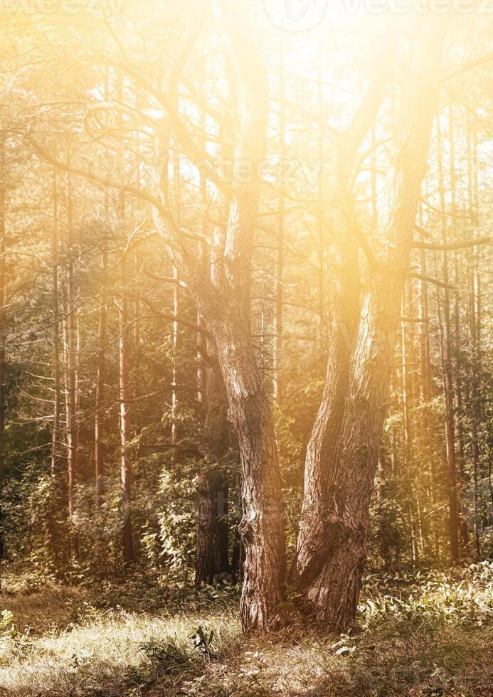 A bench in the woods with a tree in the background photo