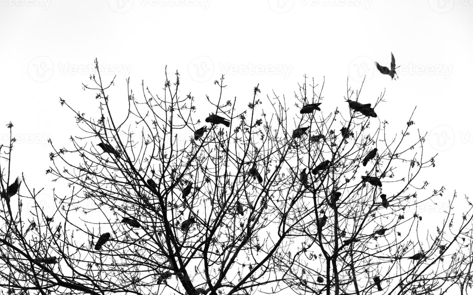 A black and white photo of a tree with birds