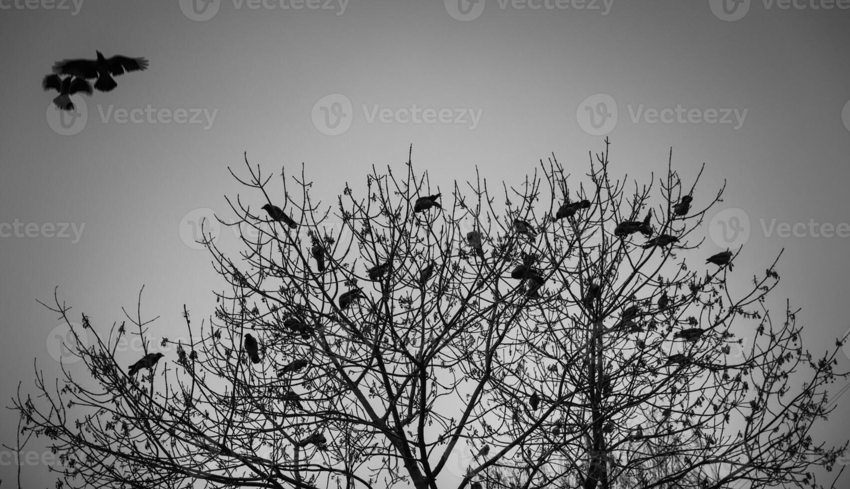 A black and white photo of birds in a tree