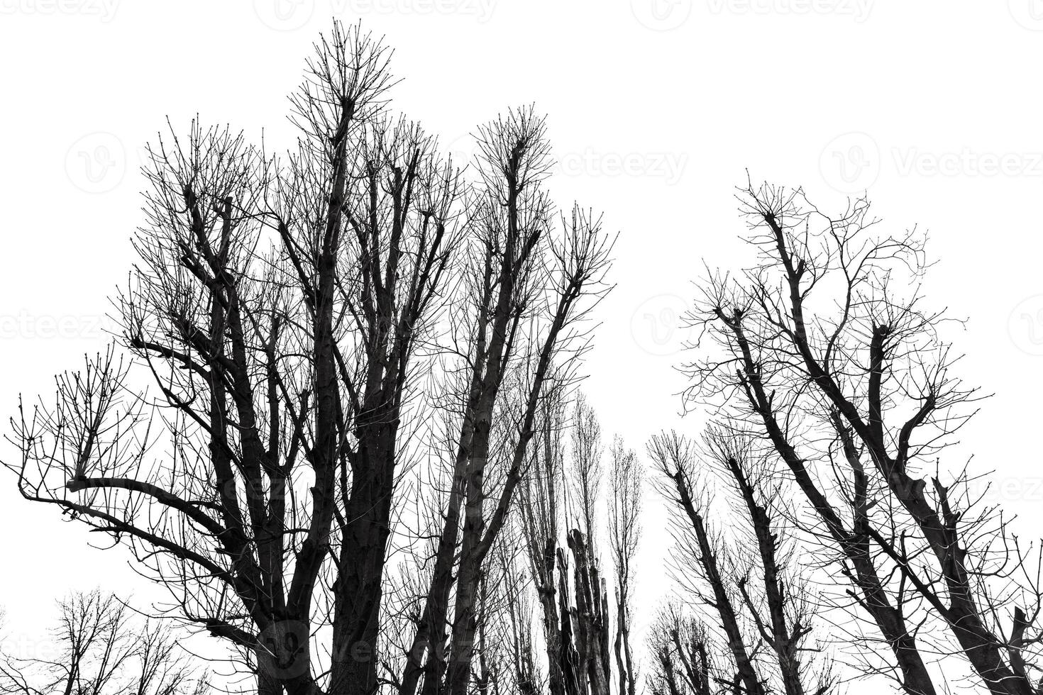 Black and white photo of trees with no leaves