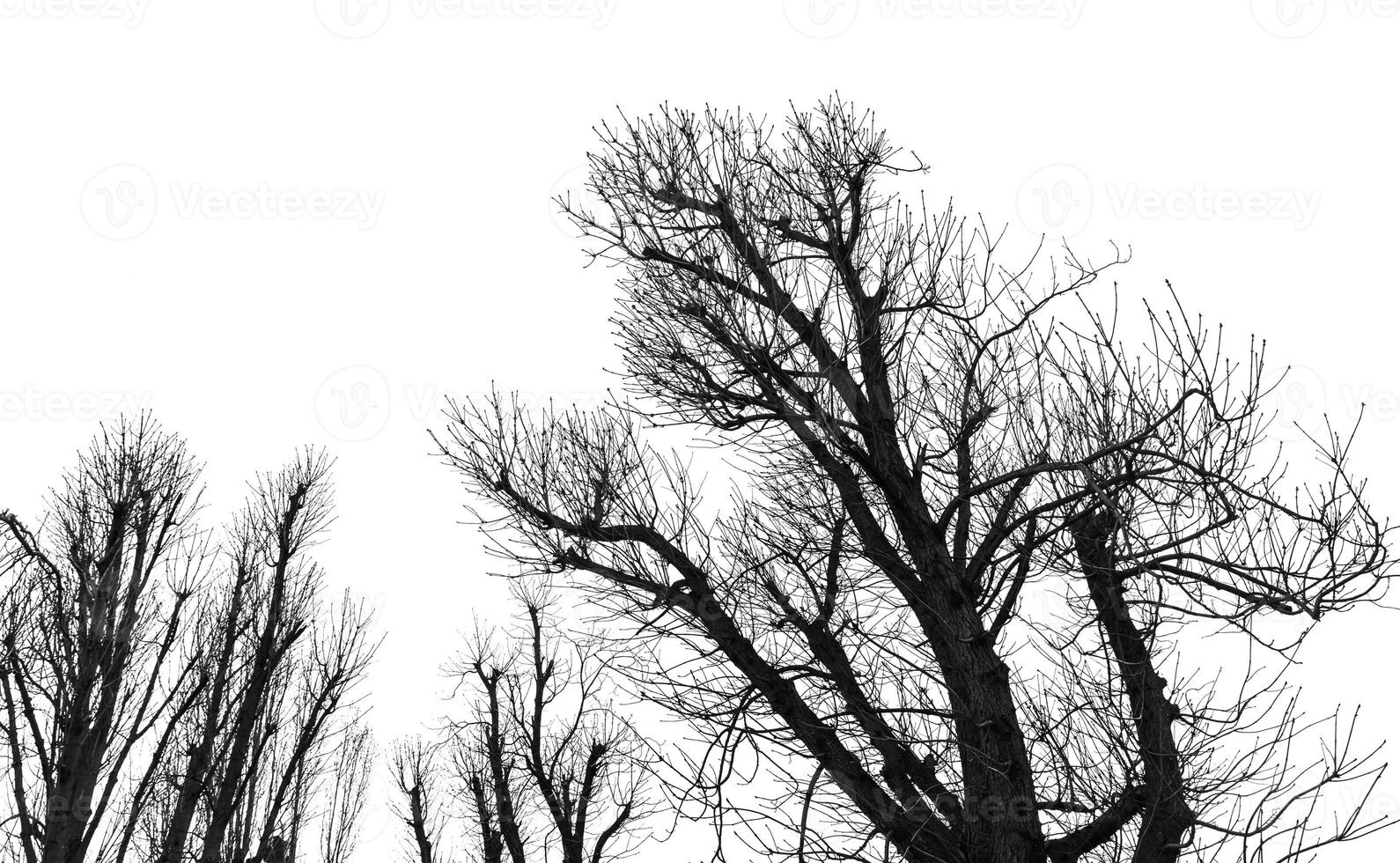 Black and white photo of trees with no leaves