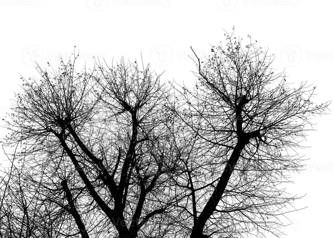 A black and white photo of a tree with no leaves