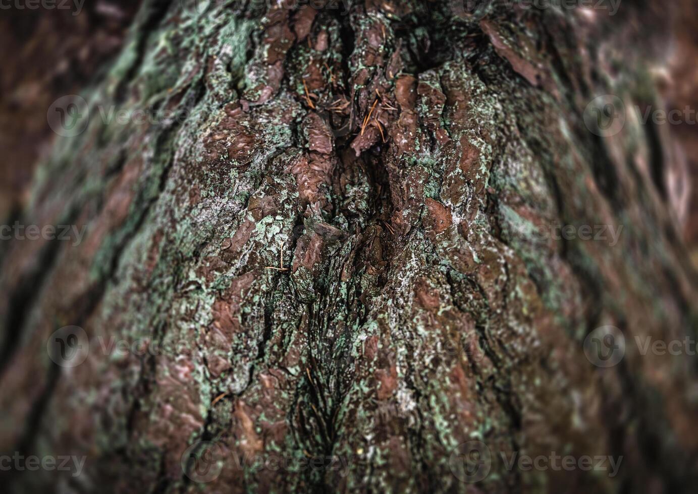 A close up of the bark of a tree photo