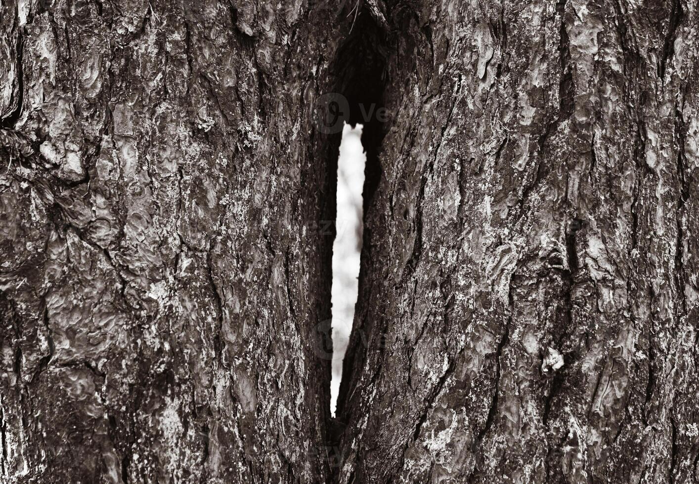 A black and white photo of a tree trunk