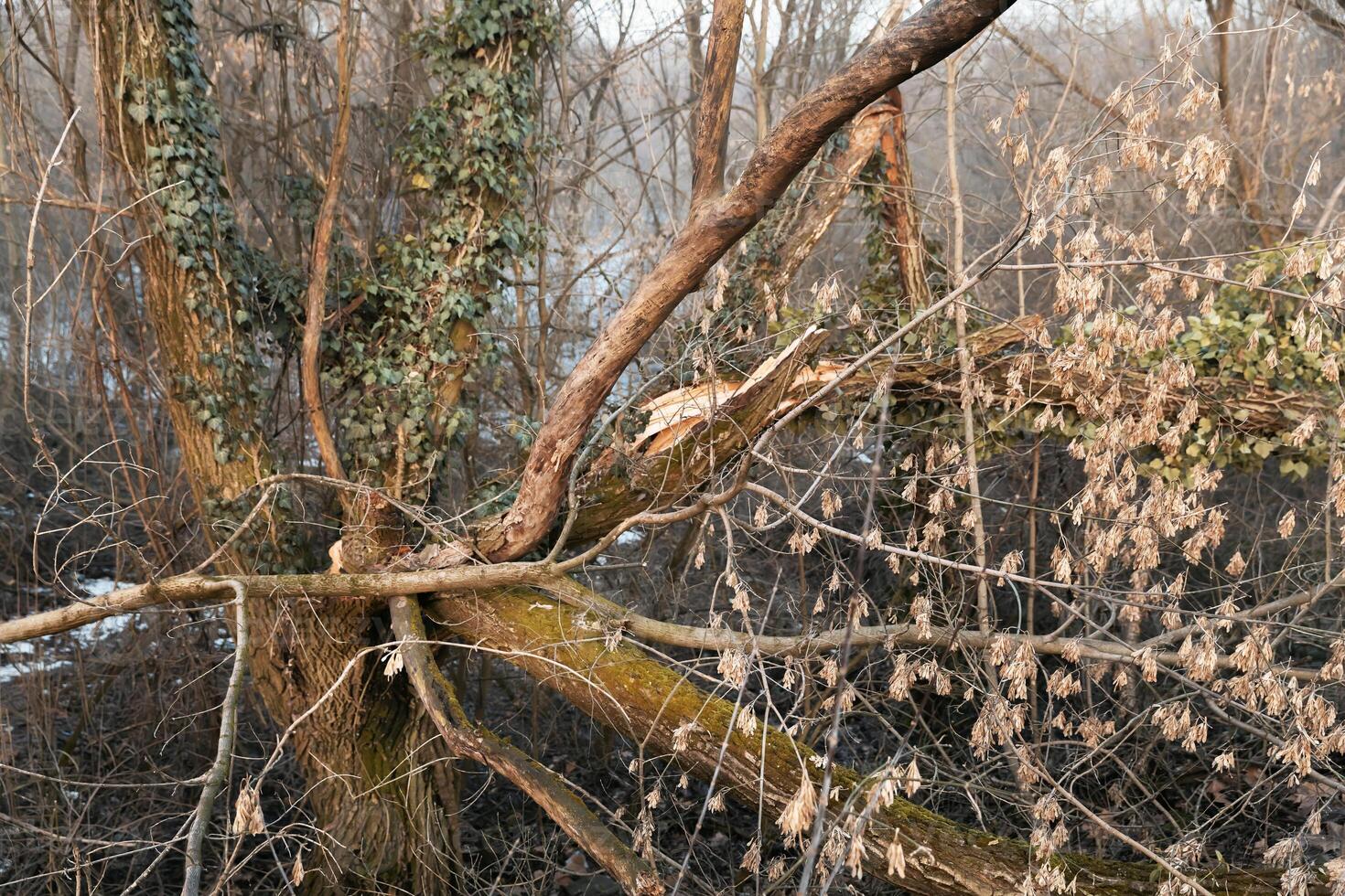 A tree with a dead branch and a dead bird photo