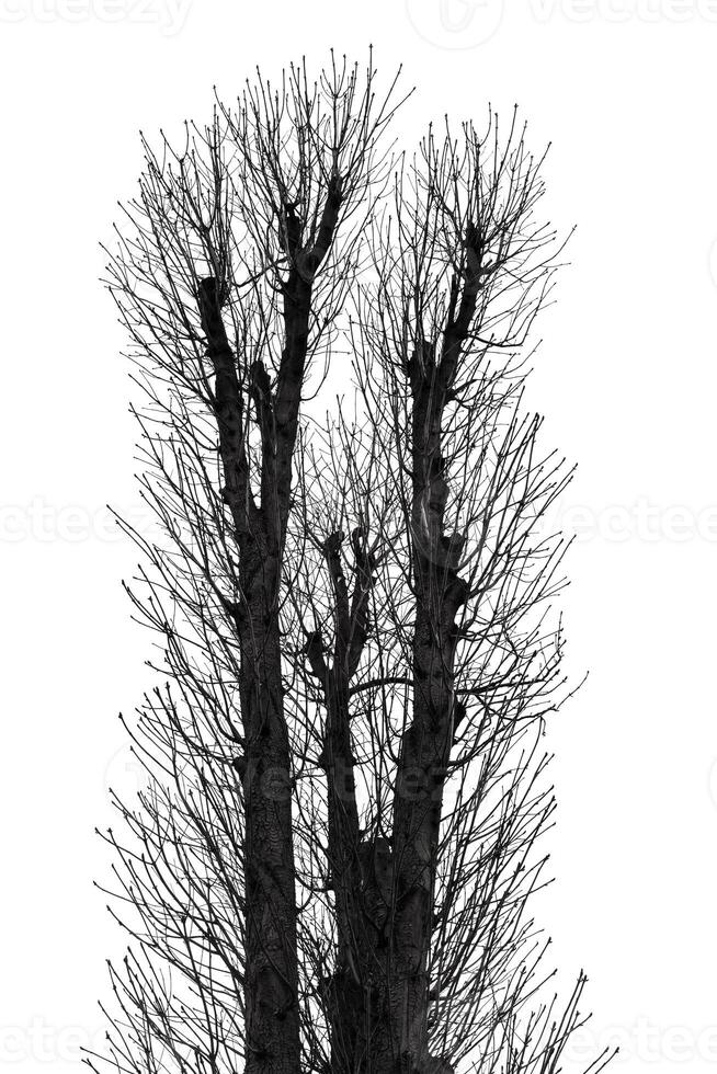 High contrast black and white image of leafless trees branches isolated on white background. Silhouette of a trees without leaves photo