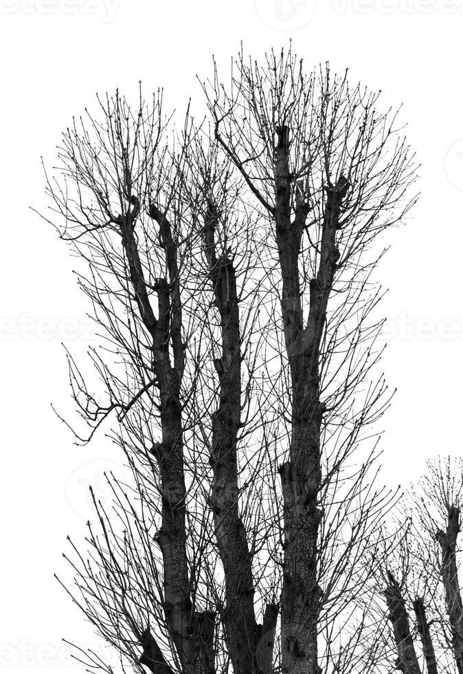 A black and white photo of a tree with no leaves