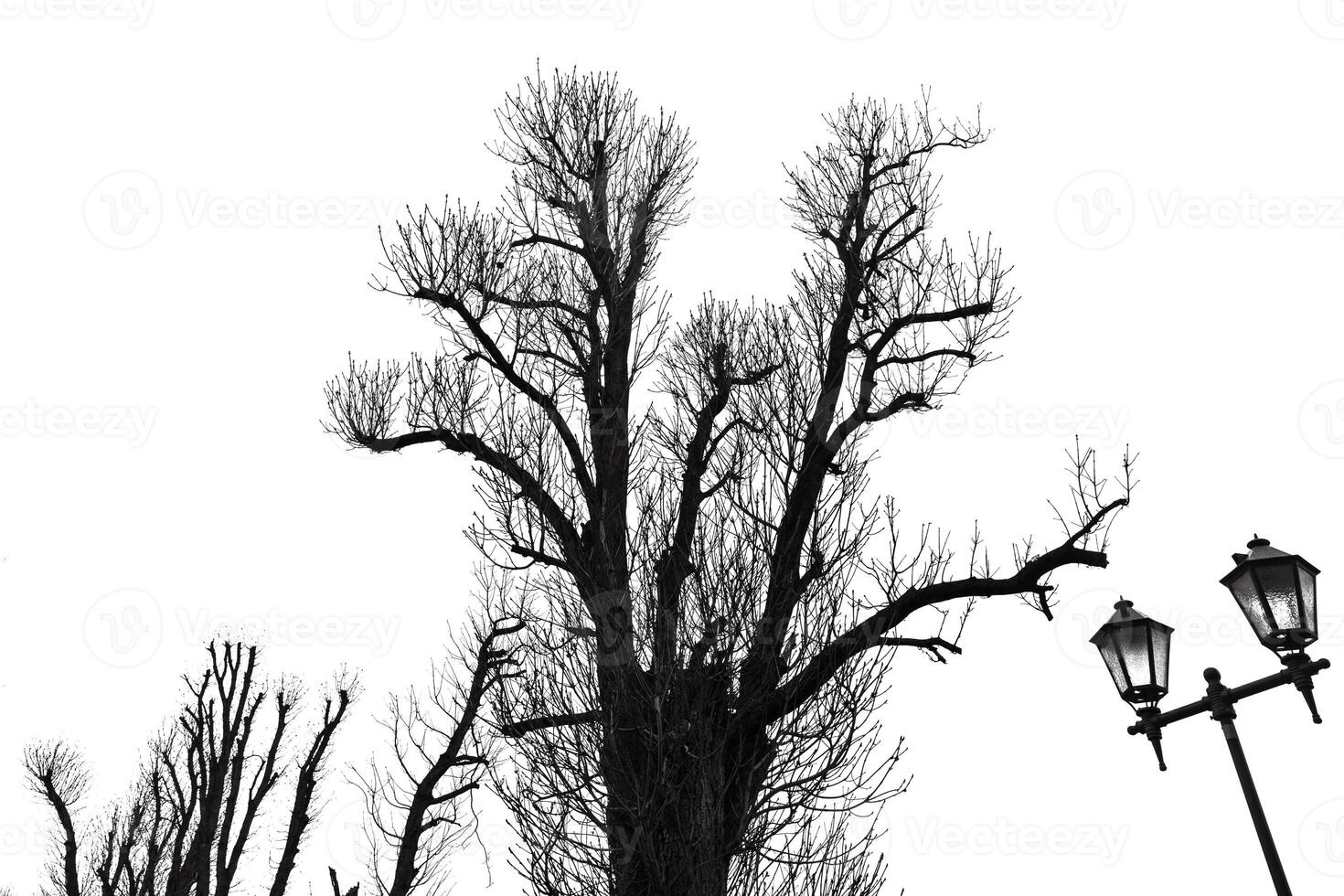 A black and white photo of a tree with no leaves