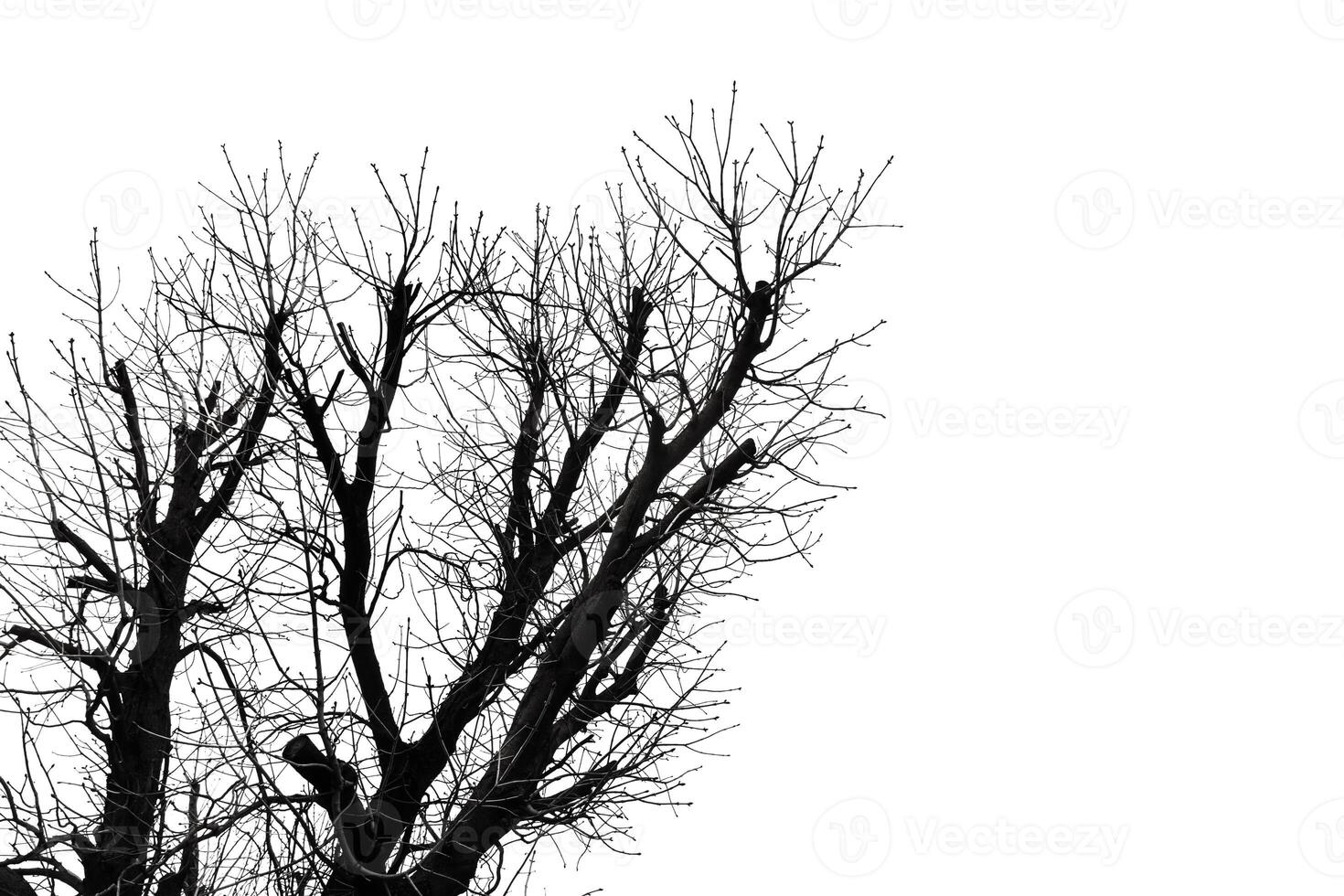 A black and white photo of a tree with no leaves