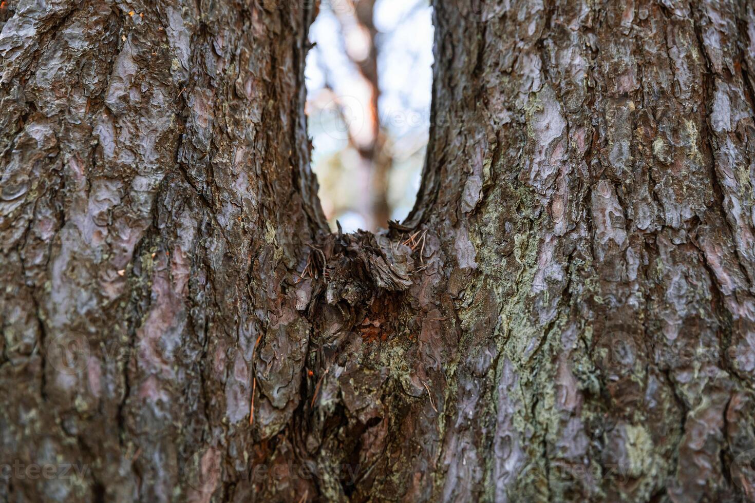 A bird is peeking out of a tree photo