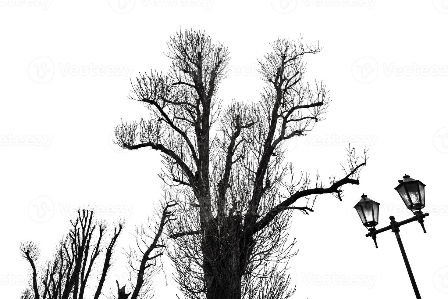 A black and white photo of a tree and street lamps
