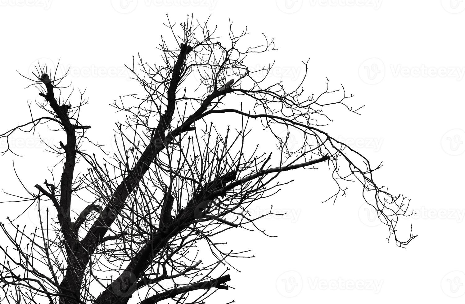 A black and white photo of a tree with no leaves