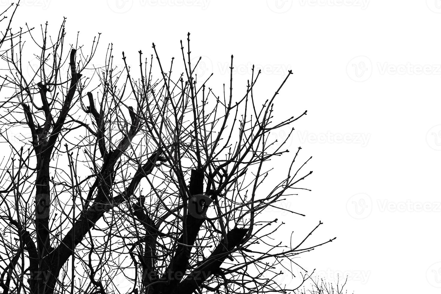 A black and white photo of a tree with no leaves