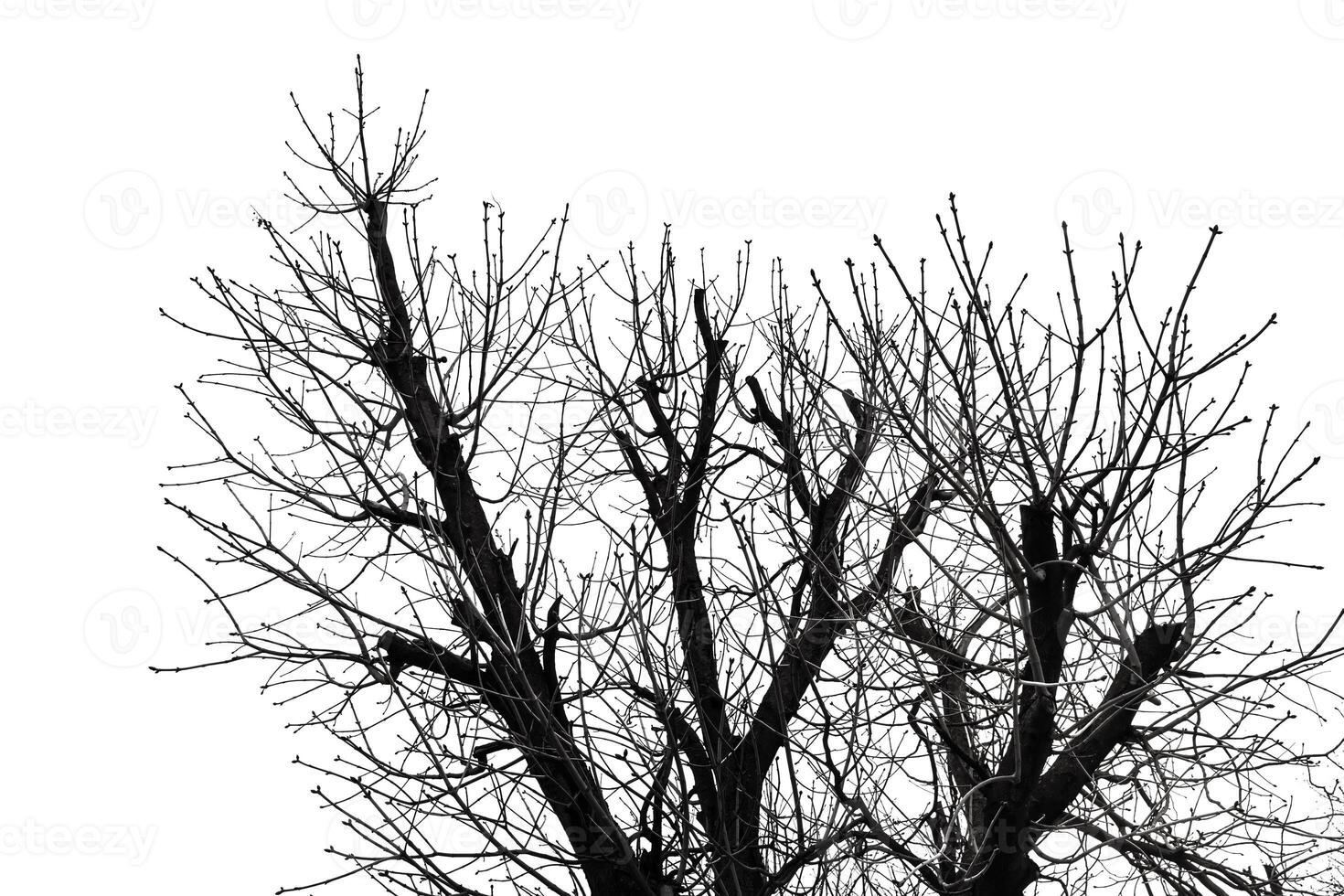 A black and white photo of a tree with no leaves