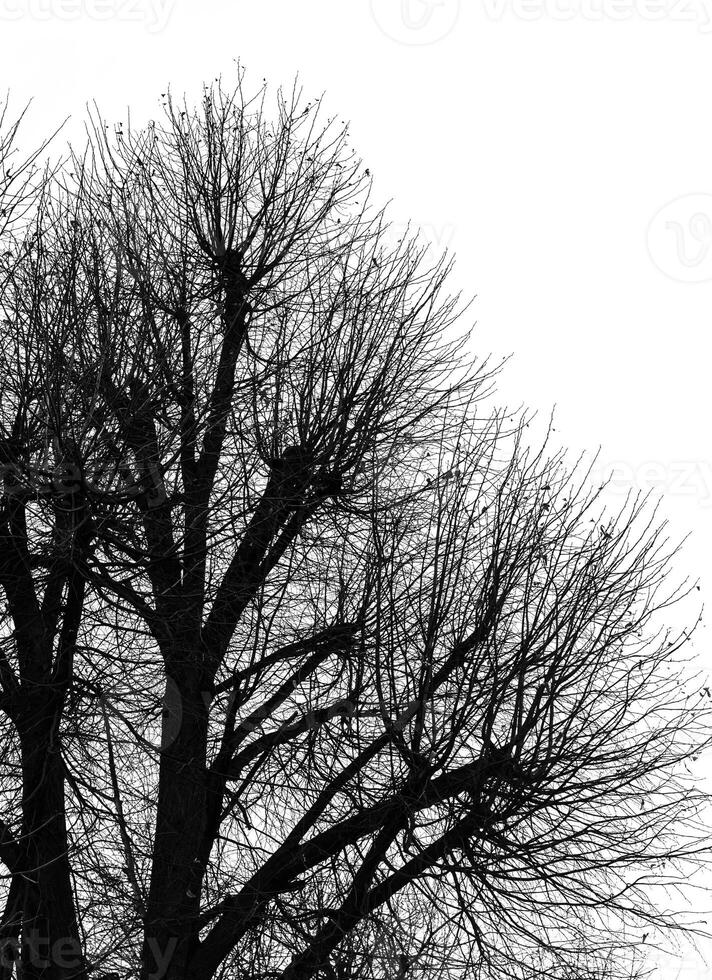 A black and white photo of a tree