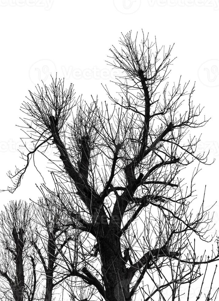 A black and white photo of a tree with no leaves