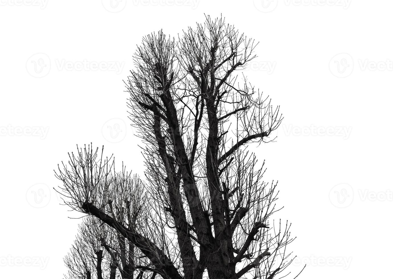 A black and white photo of a tree with no leaves