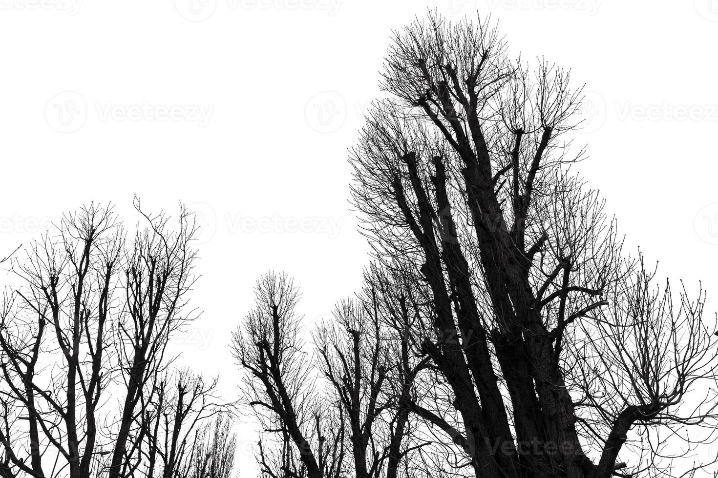 Black and white photo of trees with no leaves