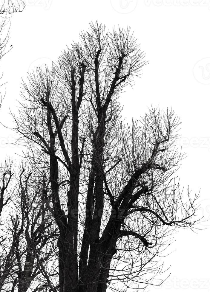A black and white photo of a tree with no leaves