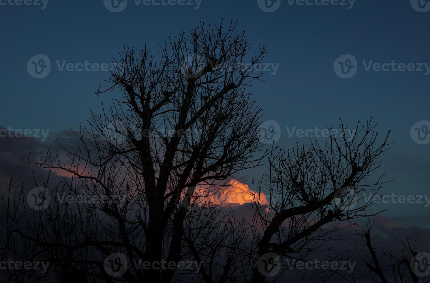 A tree with no leaves in the dark photo