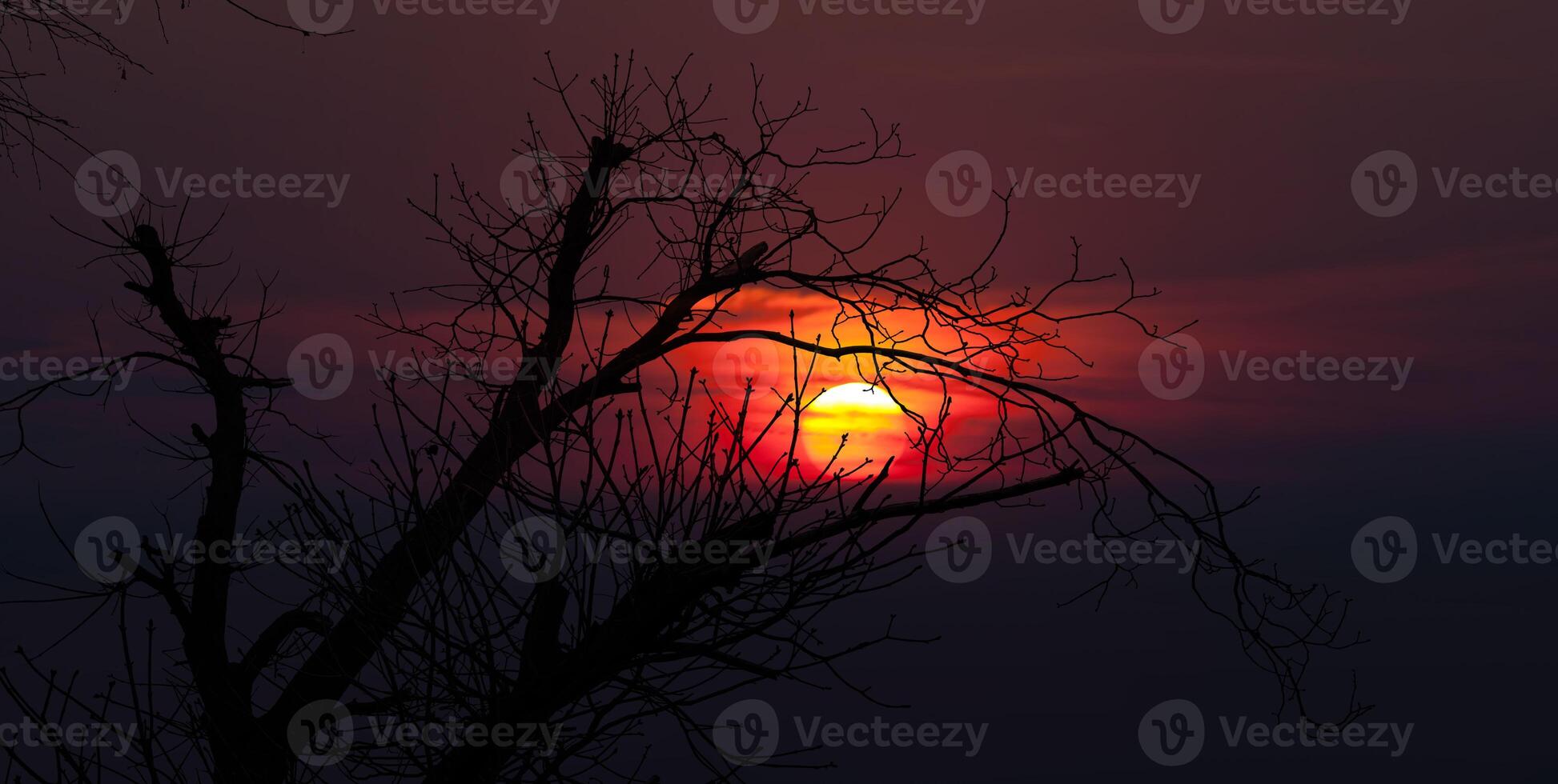 A tree with bare branches in the sunset photo
