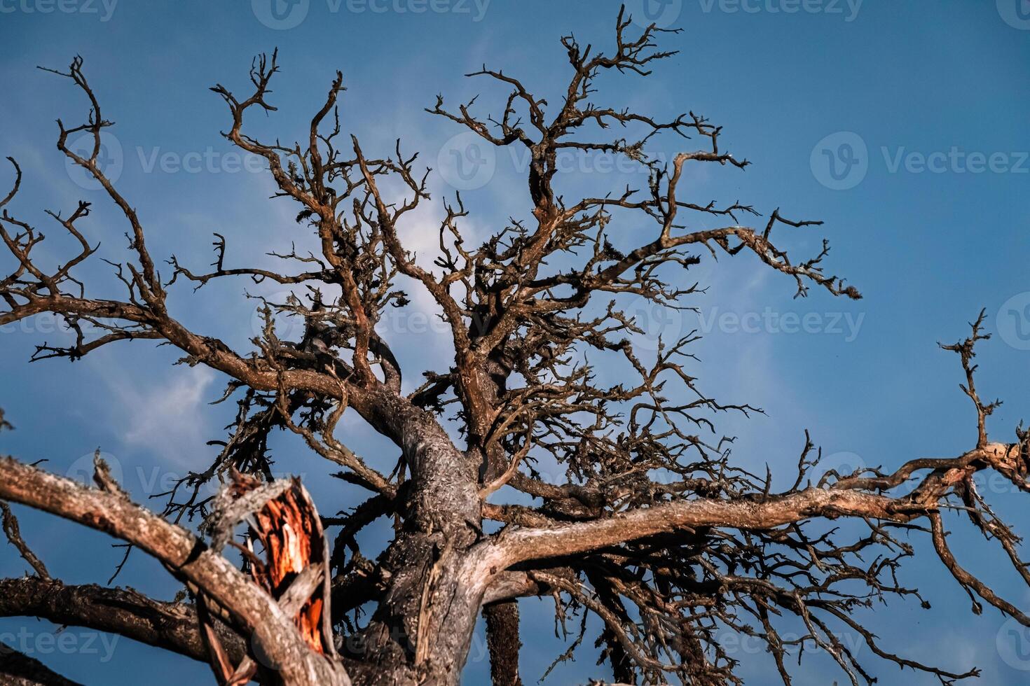 A dead tree with no leaves and branches photo