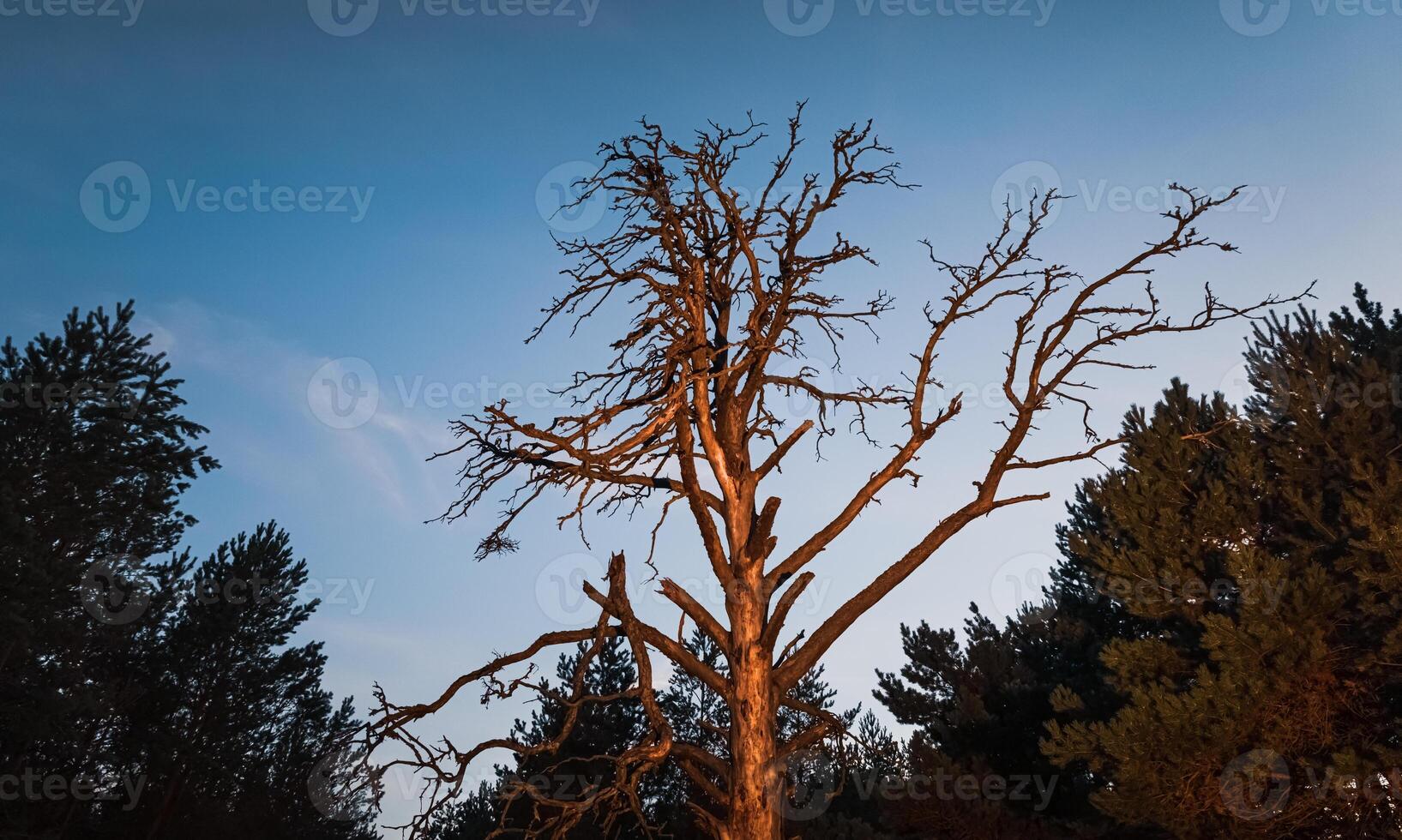 A dead tree in the middle of a forest photo