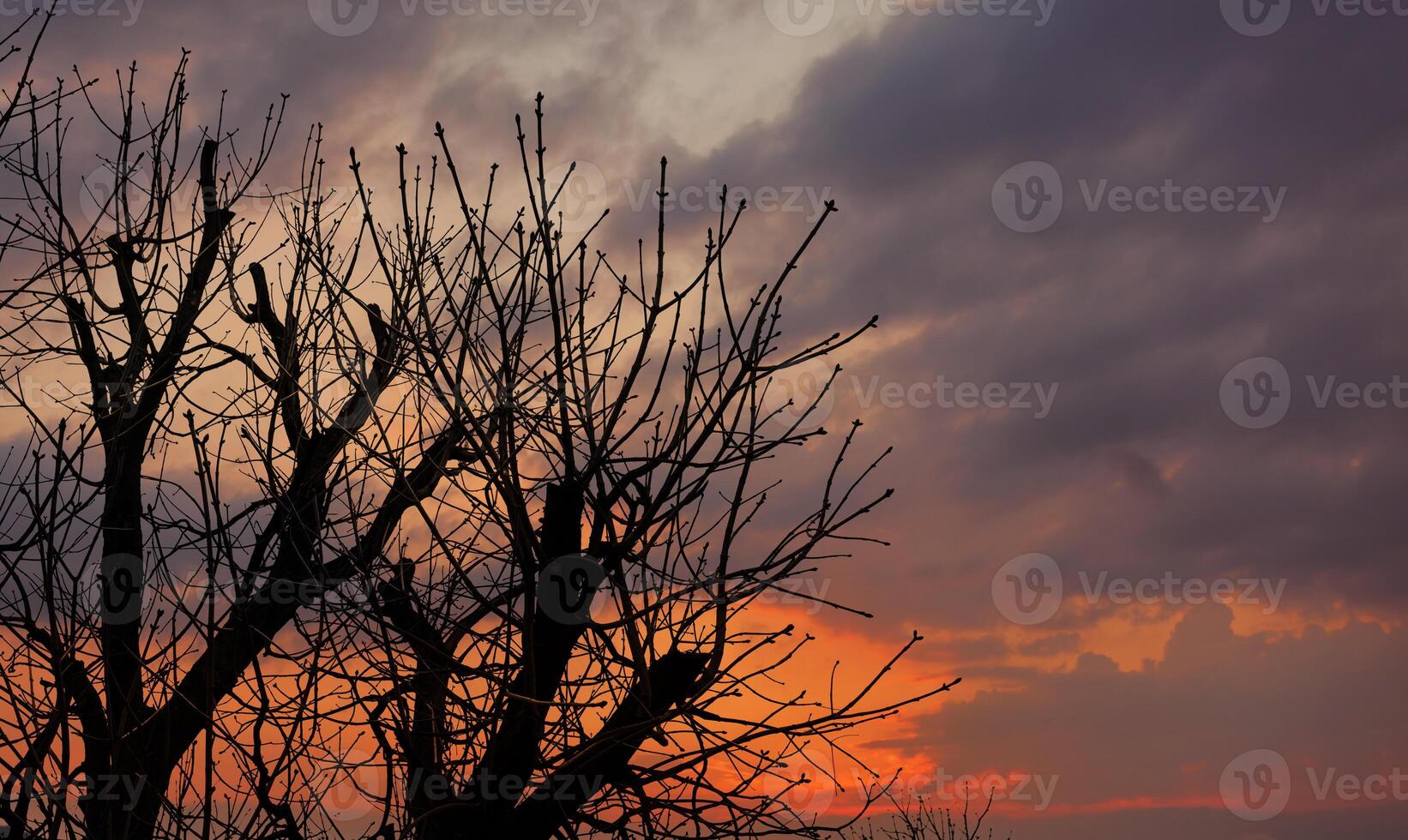 A tree with no leaves in the sunset photo