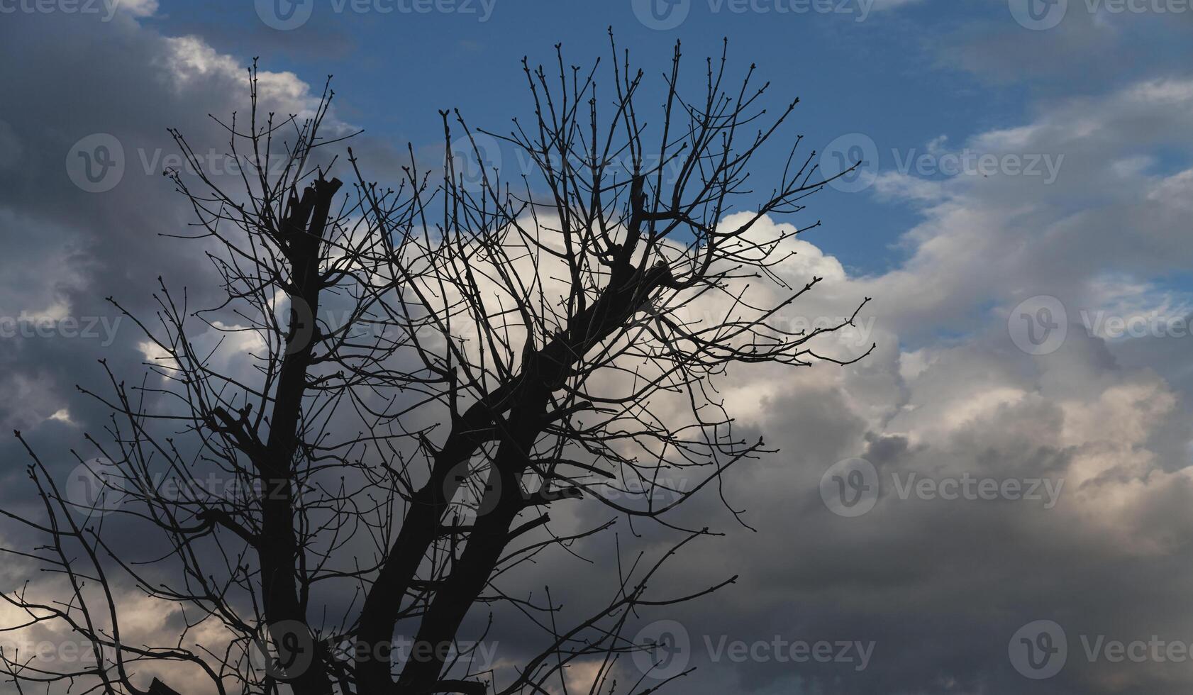 A tree with no leaves and a bird perched on top photo