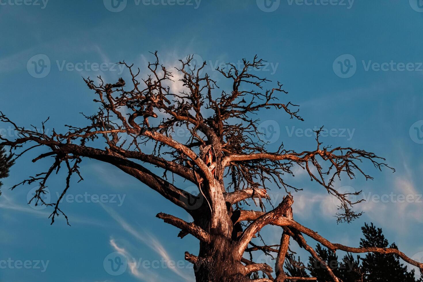 A dead tree in the middle of a forest photo