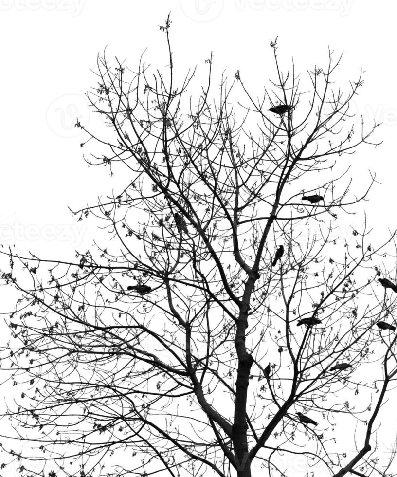 A black and white photo of a tree with birds