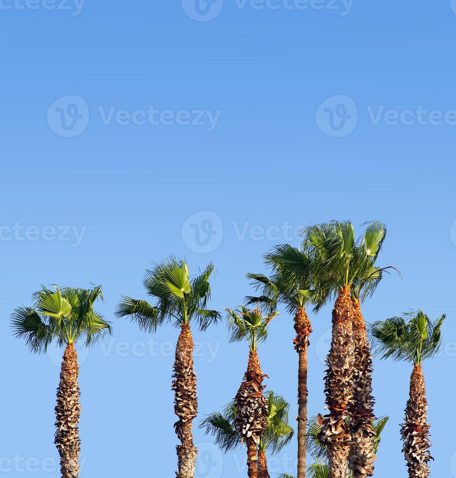 A group of palm trees photo