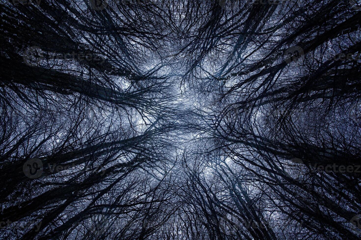 A dark forest with trees in the background photo