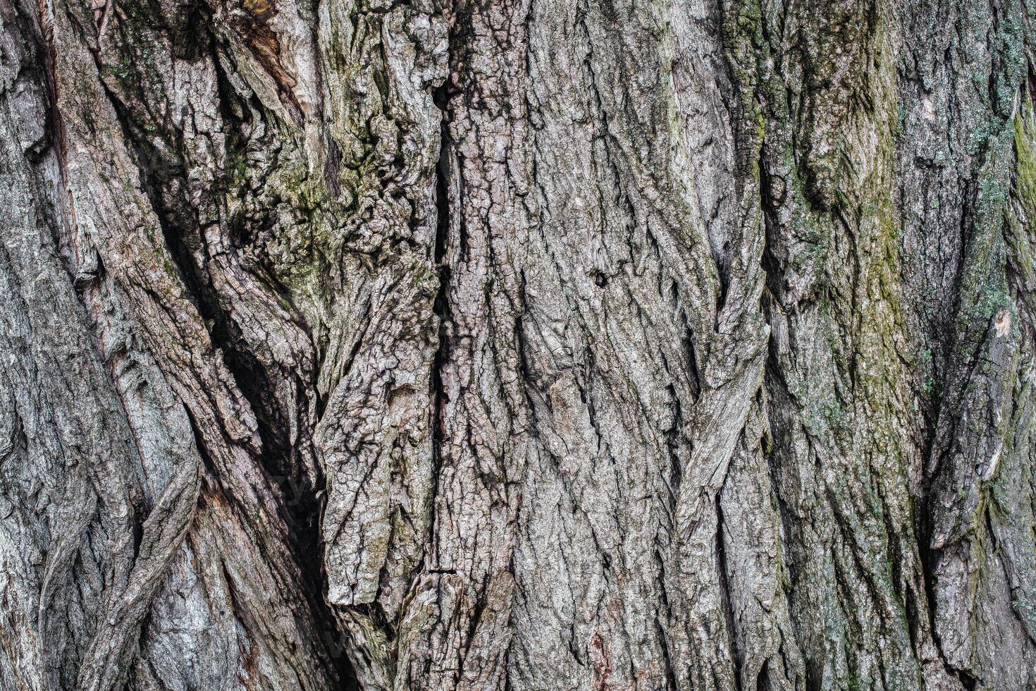 A close up of the bark of a tree photo