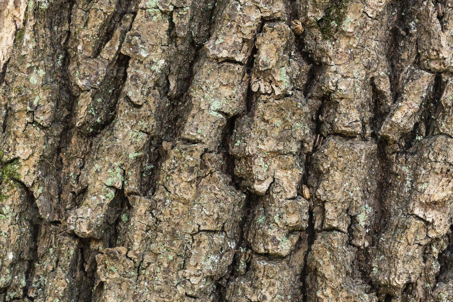 A close up of the bark of a tree photo