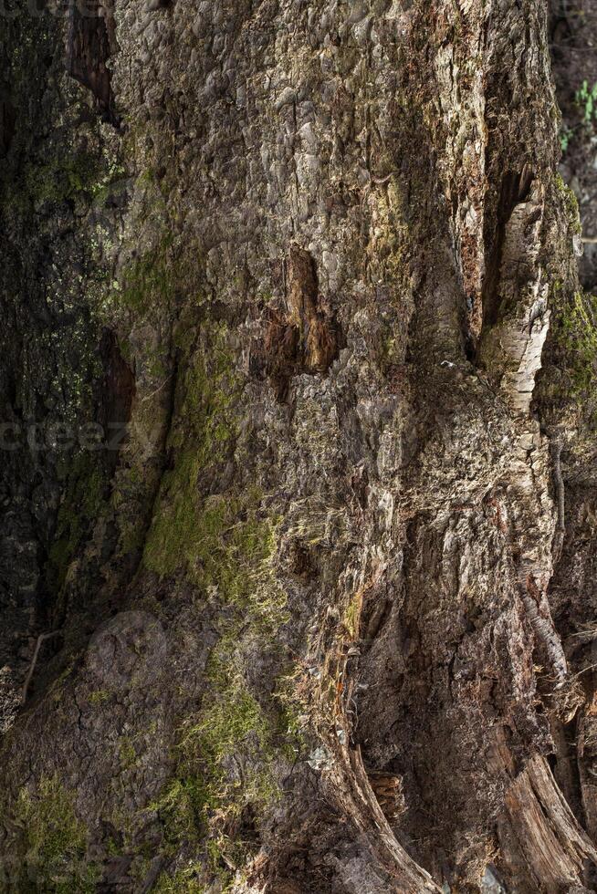 A bear sitting on a log in a forest photo