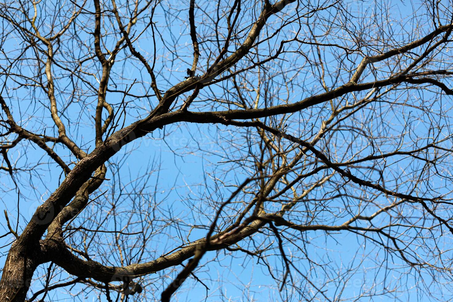 A bird is perched on a tree branch photo
