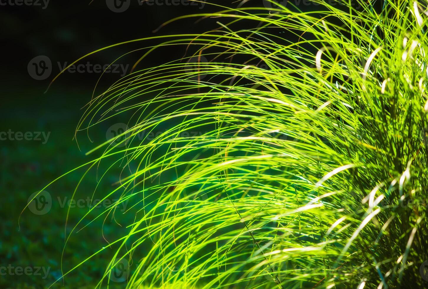 Nature background. Long leaves of grass illuminated by sun photo