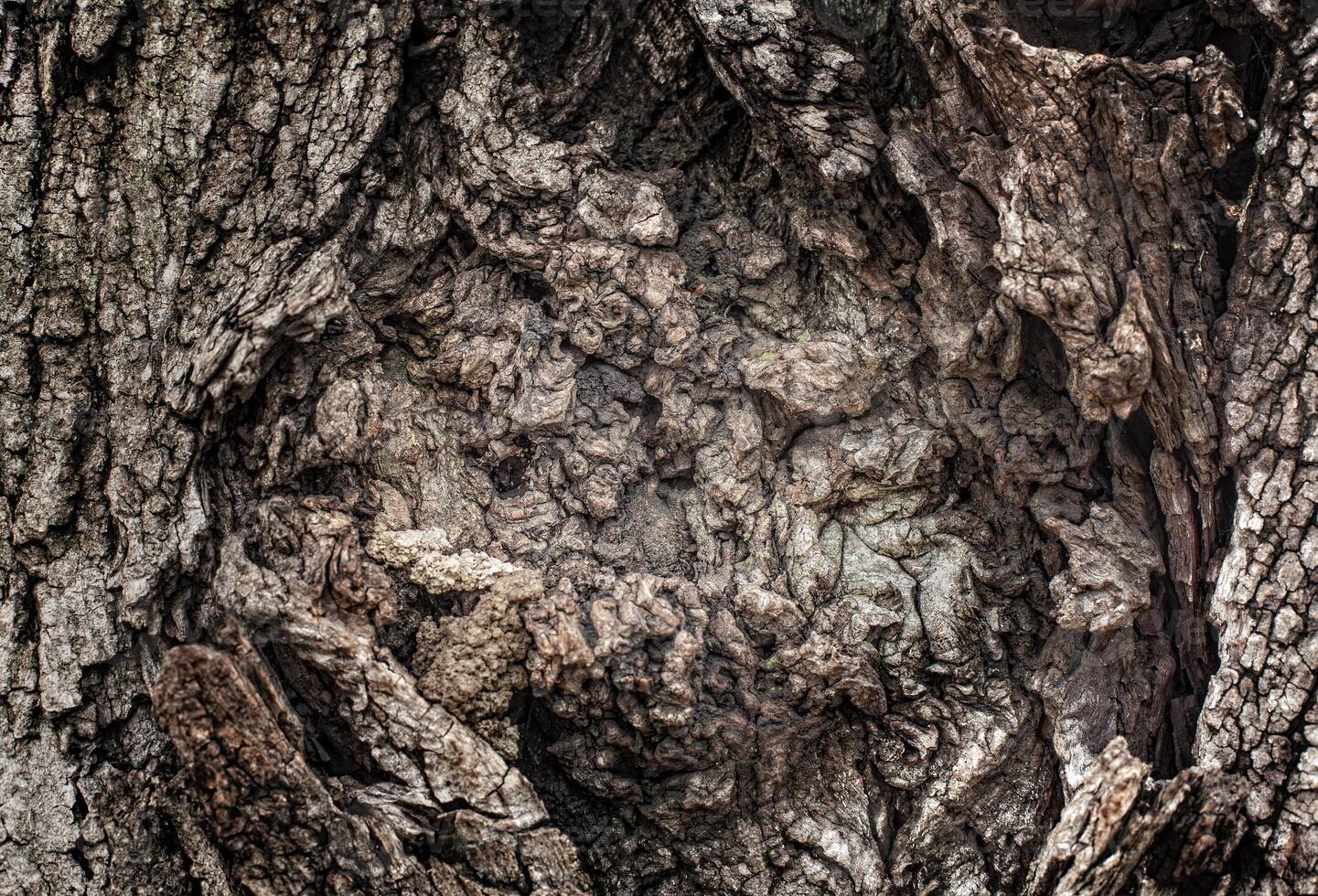 A close up of a tree with a hole in it photo