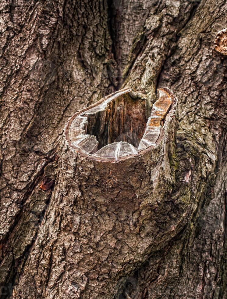 Old tree bark for natural textured background photo