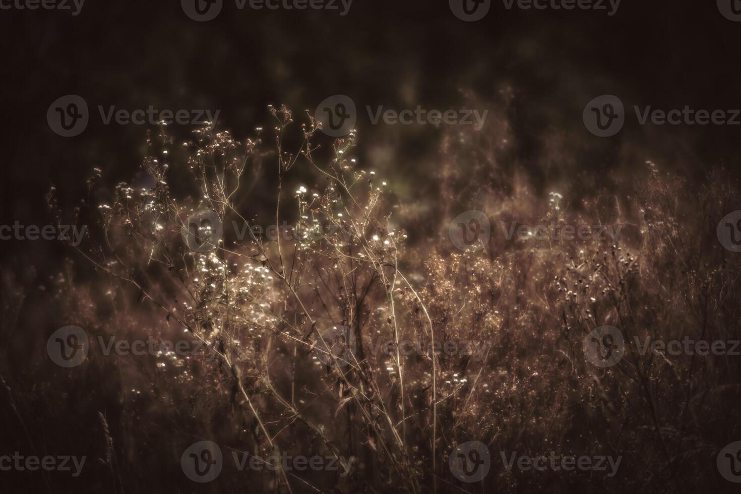 A field of grass with some flowers in the background photo